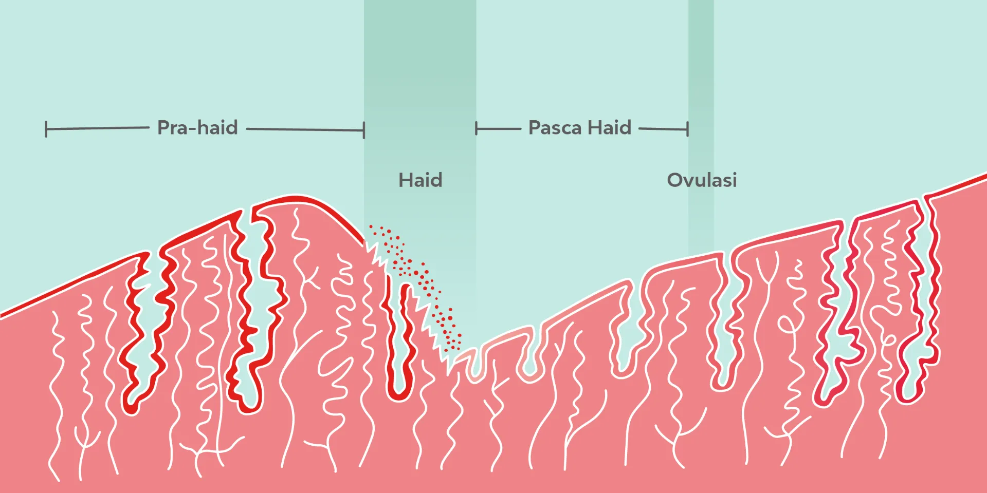مرحله قاعدگی (خونریزی)