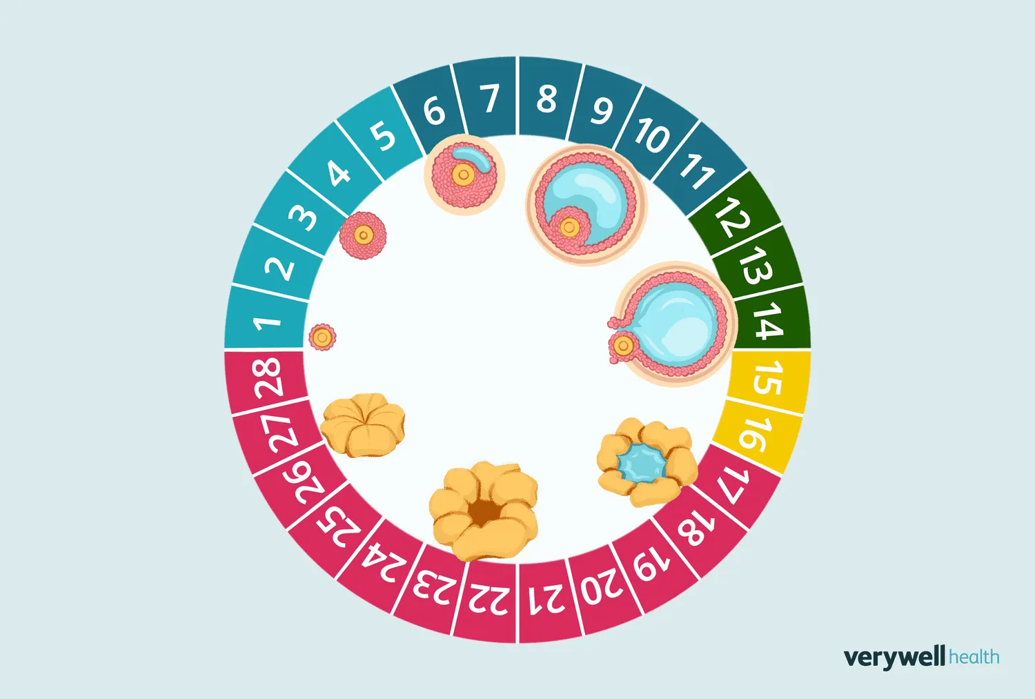 فیزیولوژی پریود (چرخه قاعدگی)